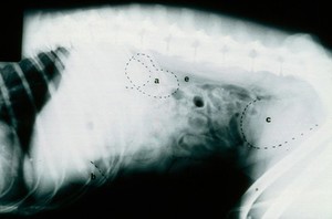 view Radiograph: normal dog abdomen