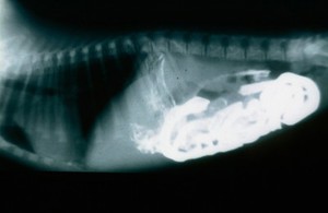 view Radiograph: normal puppy abdomen