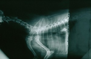 view Radiograph: low fixer level producing a fluid line