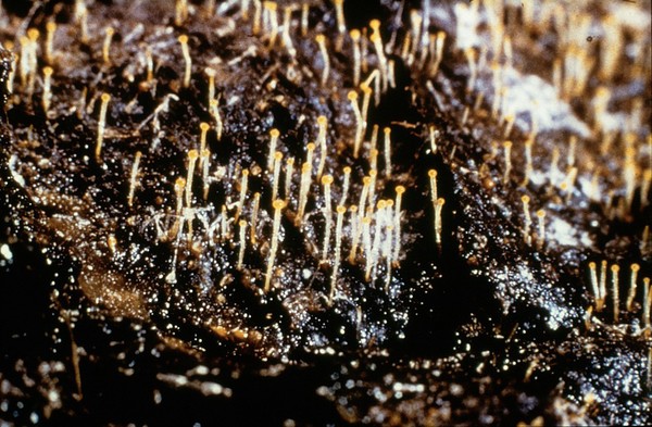 Pilobolus: many sporangia growing (cow dung)