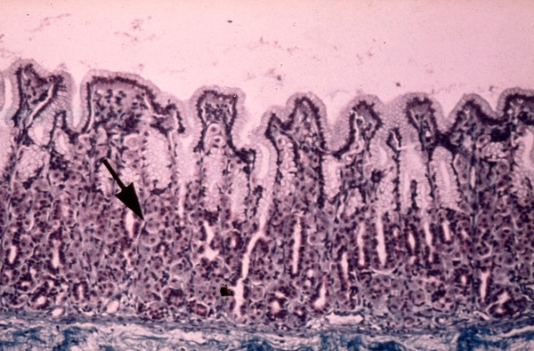 Histology of a normal cow's abomasum