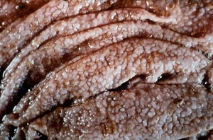 view Bovine ostertagiasis: Morocco leather effect