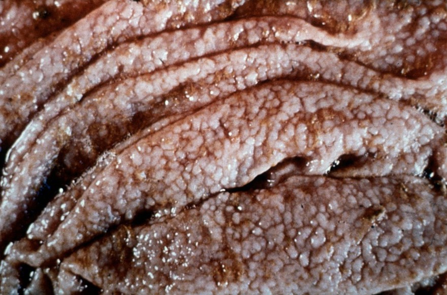 Bovine ostertagiasis: Morocco leather effect