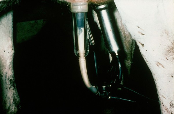 Milking machine: teat in release phase