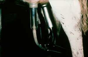 view Milking machine: teat in squeeze phase