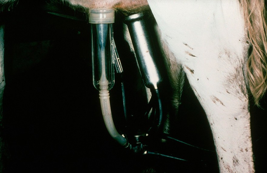 Milking machine: teat in squeeze phase