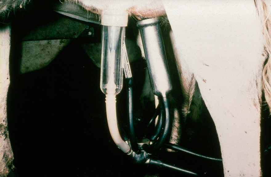Milking machine: teat in liner