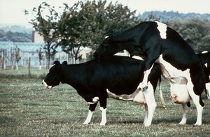 view A cow in heat standing to be mounted