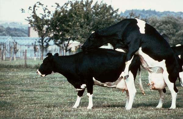 A cow in heat standing to be mounted