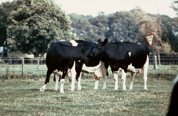 A cow encouraging a potential mounter