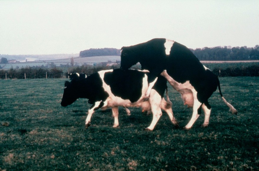A mounted cow (not in heat) walking away
