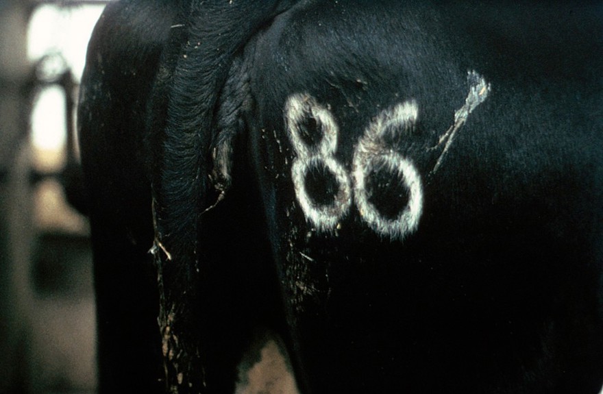 String of mucus from cow's vagina