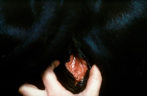 Red vulva of a cow in oestrus