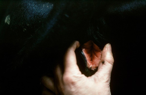 Vulva of a cow not in oestrus