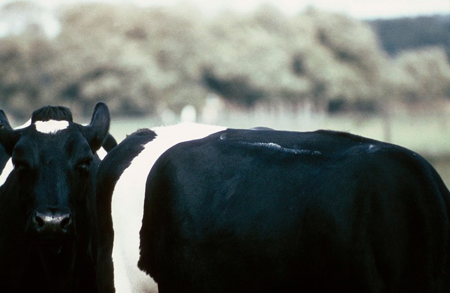 Oestrus detection: dribbled on cow