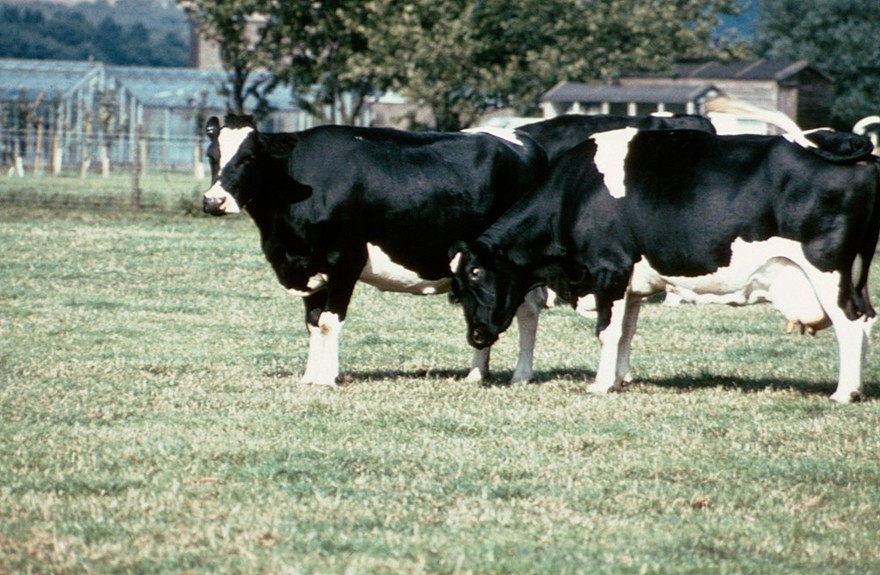 Oestrus detection: aggression (cows butting)
