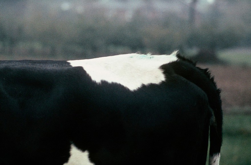Oestrus detection: tail paste rubbed off