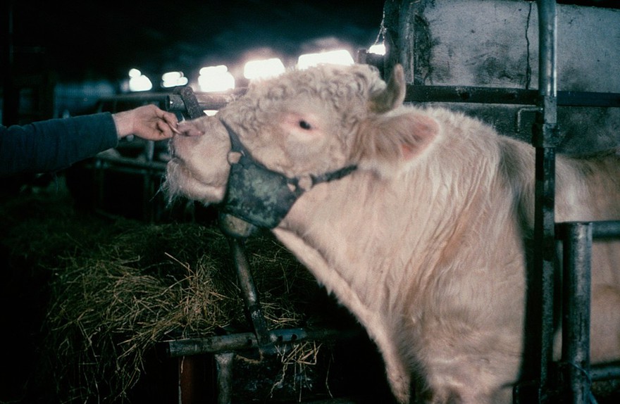 Oestrus detection: chin-ball marker