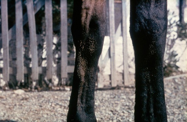 Worms in horses: bot eggs on hairs.