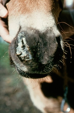 view Foal, nasal discharge: parascaris equorum