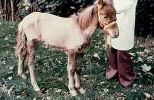 view Foal - unthriftiness due to worm infestation