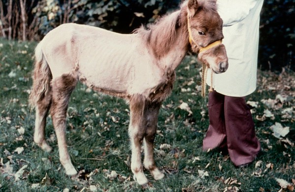 Foal - unthriftiness due to worm infestation