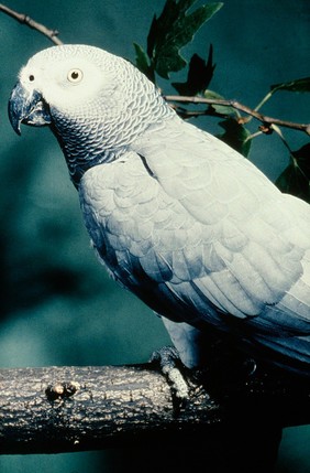 Grey/African parrot: psittacus erithacus