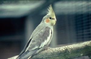 view Cockatiel (nymphicus holundicus).