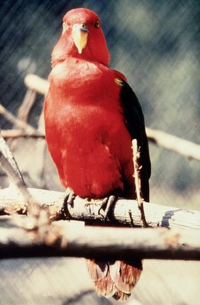 Lory (lorius chlorocirus)
