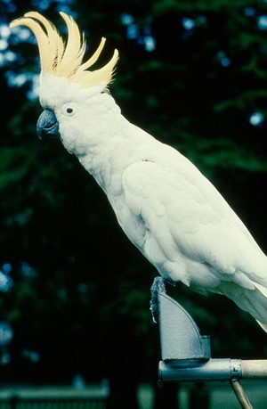 view Cockatoo (calatuo gacaerica)