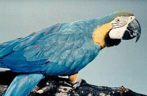 view Blue and yellow macaw (Ara Ararauna).