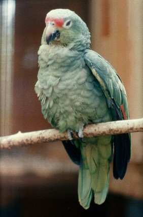 Amazon parrot with psittacosis.