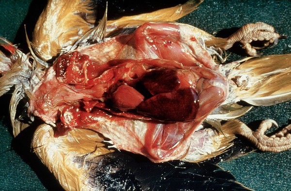 Carcase of parrot that died of psittacosis