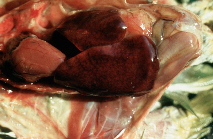 Carcase of parrot that died of psittacosis