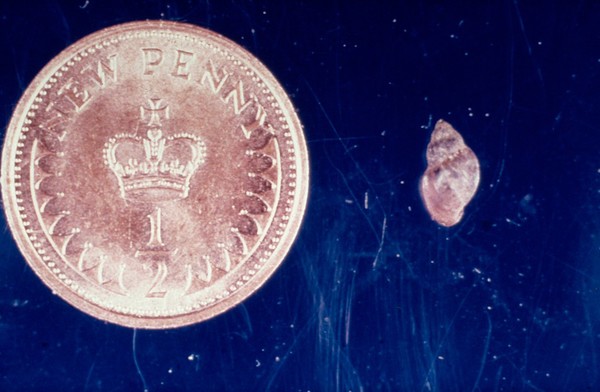 Snail host for liverfluke compared to coin