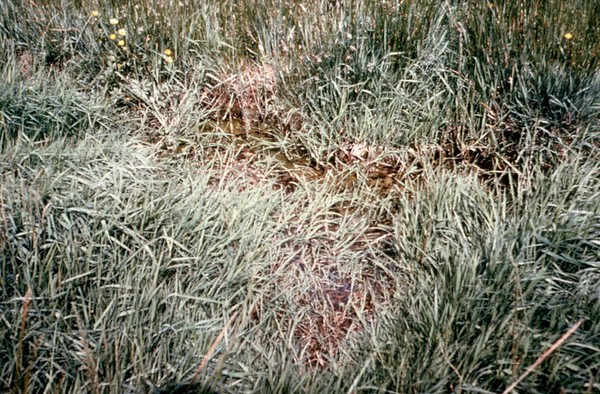 Liverfluke: snail habitat in pasture