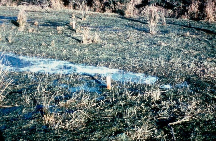 Liverfluke: snail habitat in pasture
