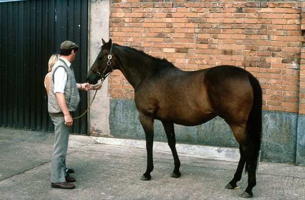 Correct way to approach a horse