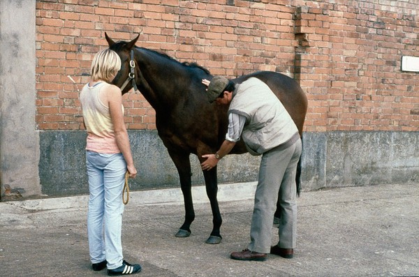 Correct way to approach a horse - close