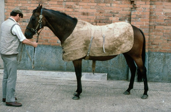 Fastening buckle under horse's belly