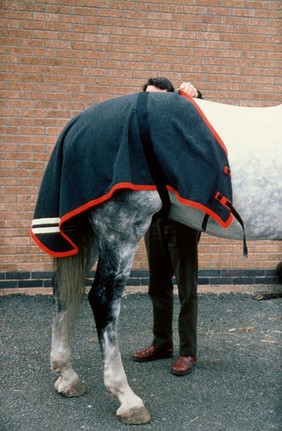 Rug trapped on horse's flanks