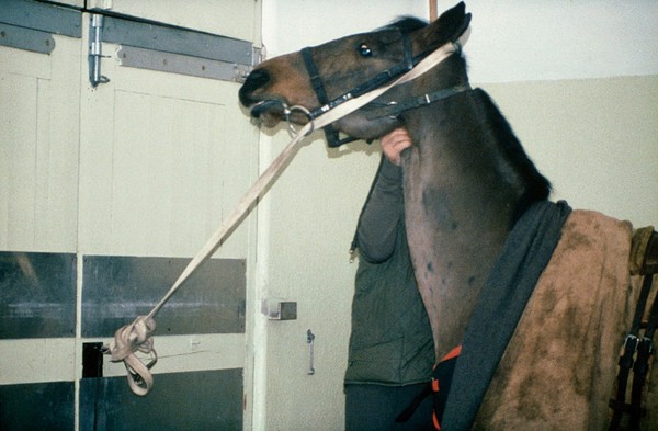 Unwise examination of a tied-up horse.