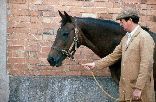 Suitable lead rope for a horse, attached to head