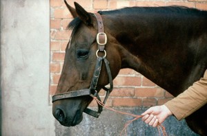 view Unsuitable lead rope for a horse