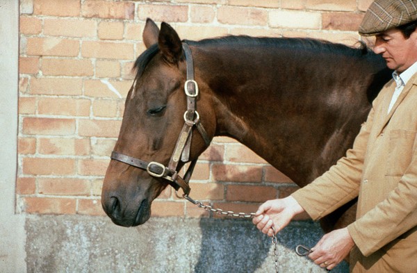 Chain being used as a horse's lead rope