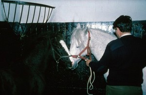 view Foal being kept close to mare's head