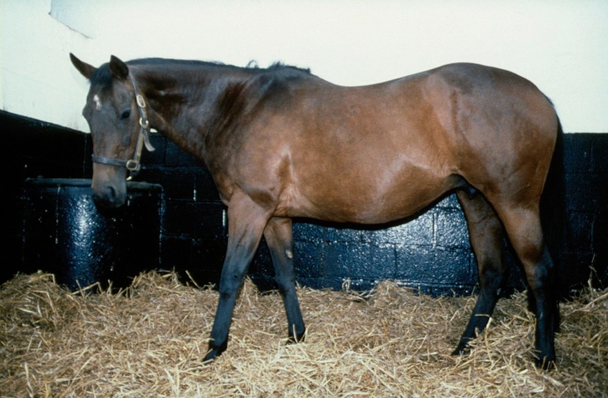 A calm and obedient horse