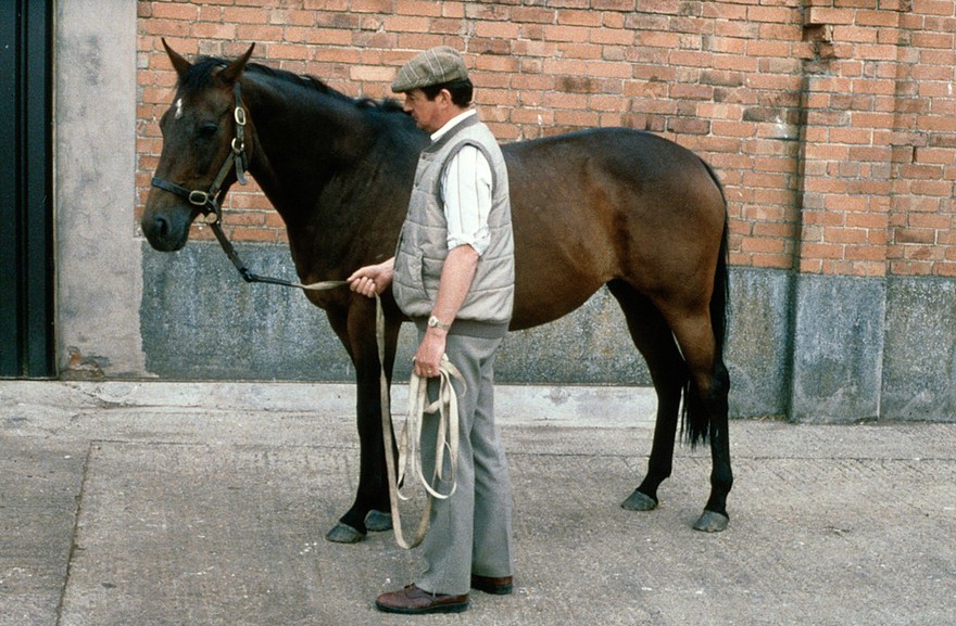 A calm and obedient horse