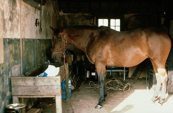 Slippery, smooth brick floor with manger