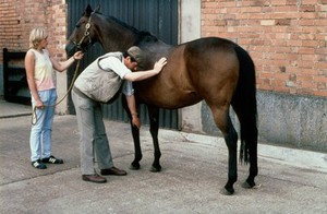 view Good contact of vet's hands with horse